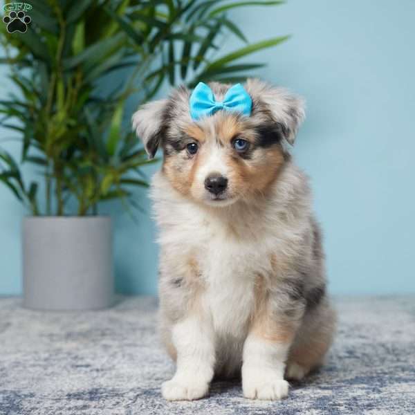 Larry, Miniature Australian Shepherd Puppy